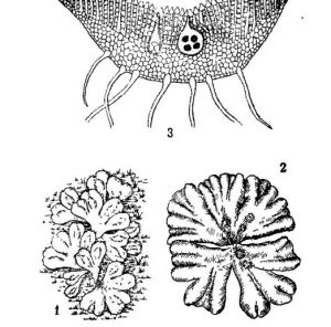 中華錢苔 中華錢苔