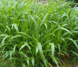 墨西哥玉米草 墨西哥玉米草