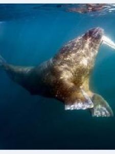 龐然大物[漢語詞語]