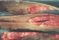 藥用植物益智輪絞褐斑病 藥用植物益智輪絞褐斑病