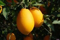 平遠臍橙 平遠臍橙