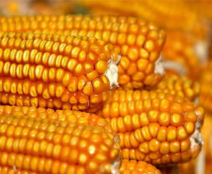 玉米