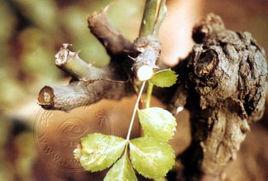 月季根癌病 月季根癌病