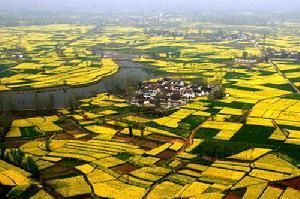 漢中油菜花 漢中油菜花