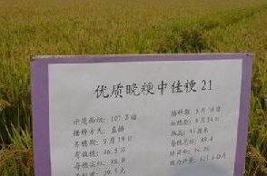 中佳粳21 中佳粳21