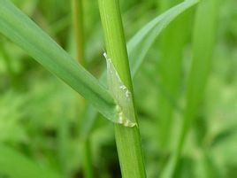 朗坦早熟禾 朗坦早熟禾