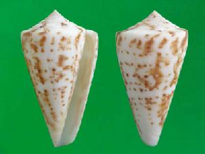 卡塞芋螺 卡塞芋螺