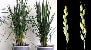 （圖）穀類“大個子”基因