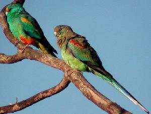 穆拉加鸚鵡 穆拉加鸚鵡