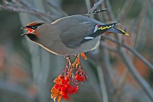 太平鳥北美亞種