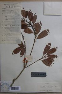 鈍葉新木姜子 鈍葉新木姜子