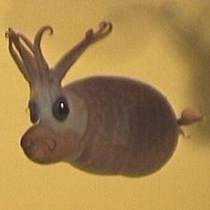 小豬魷魚 小豬魷魚