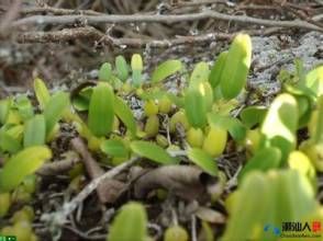 尖葉石仙桃 尖葉石仙桃