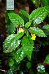 短喙鳳仙花 短喙鳳仙花