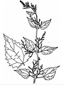 粗根蕁麻 粗根蕁麻