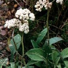 二色香青 二色香青