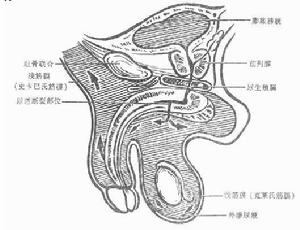 尿道創傷 尿道創傷