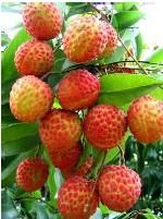 南山荔枝 南山荔枝