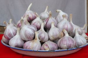 白城大蒜 白城大蒜