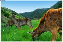 甘肅壽鹿山國家森林公園