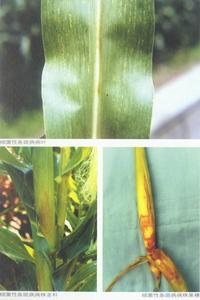 細菌性條斑病 細菌性條斑病