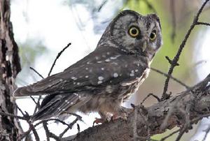 鬼鴞甘肅亞種 鬼鴞甘肅亞種