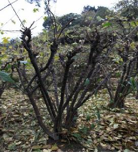 南山臘梅 南山臘梅