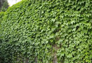 小葉疣點衛矛 小葉疣點衛矛