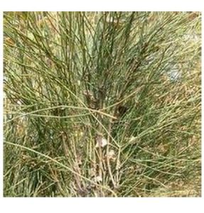 毛鱗球柱草 毛鱗球柱草