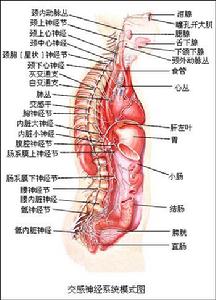 交感神經 交感神經