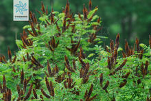 紫穗槐族 紫穗槐族