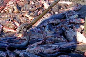 （圖）捕魚節[苗族]