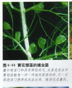 黃花狸藻