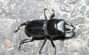 反突蟲屬 反突蟲屬