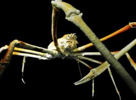 巨型海蜘蛛 巨型海蜘蛛