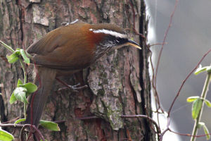 白頦攝蜜鳥 白頦攝蜜鳥