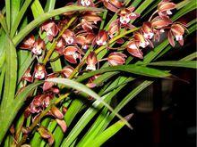 蘭花根[某些蘭科植物的根]