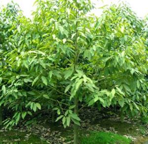 灰毛含笑   植株