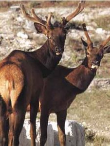合肥野生動物園 合肥野生動物園