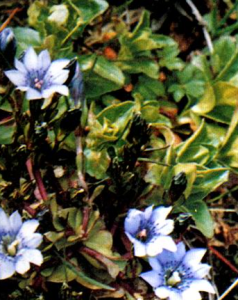 密葉龍膽 密葉龍膽