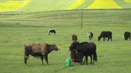 貴州釋一刀生態農業有限公司 貴州釋一刀生態農業有限公司