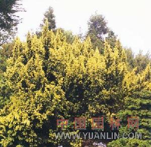 矮生歐洲紫杉 矮生歐洲紫杉