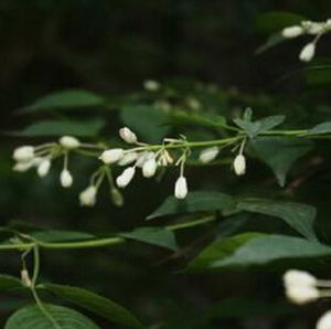 腺齒省沽油 腺齒省沽油