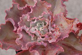 高砂之翁 高砂之翁