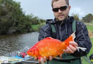 澳大利亞珀斯南部驚現大型金魚