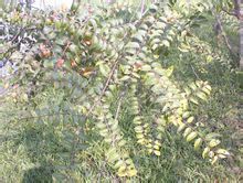 尾葉鐵莧菜 尾葉鐵莧菜