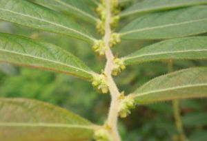 毛葉算盤子 毛葉算盤子