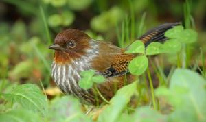 台灣斑翅鶥 的形態特徵