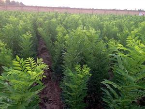 雙季米槐 雙季米槐