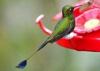 盤尾蜂鳥 盤尾蜂鳥